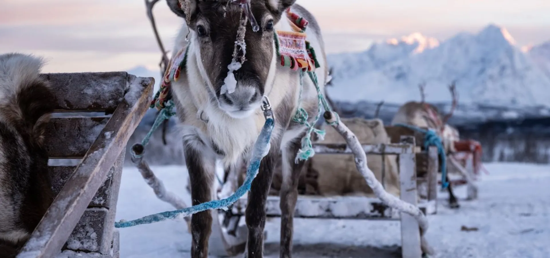 Reindeer Sledding and Sami Culture 1pm