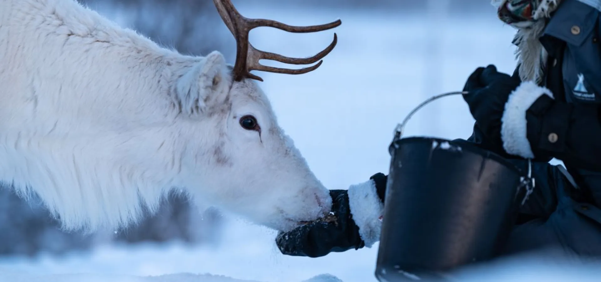 Reindeer Sledding and Sami Culture 1pm