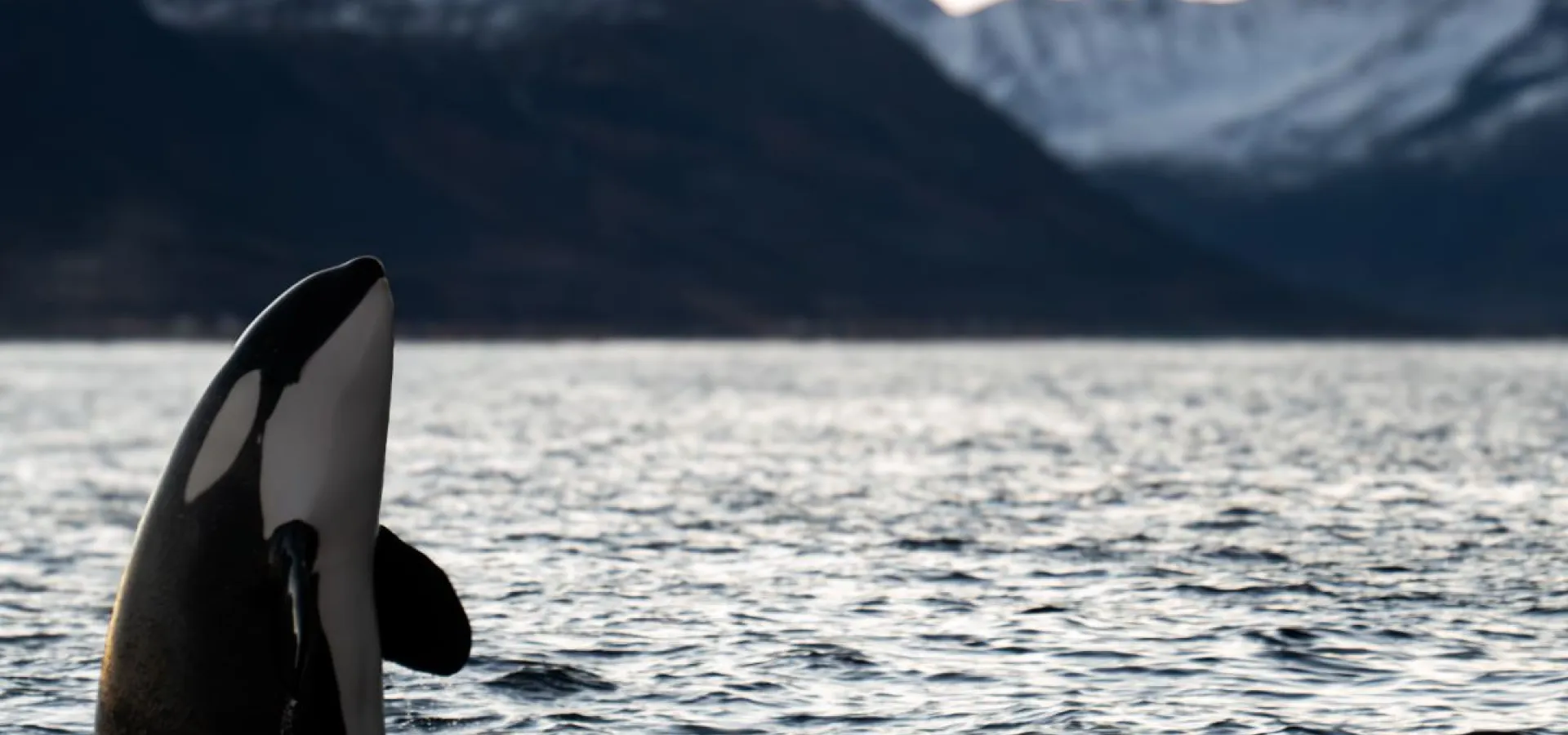 Hvalsafari fra Arnøya - Visit Årviksand