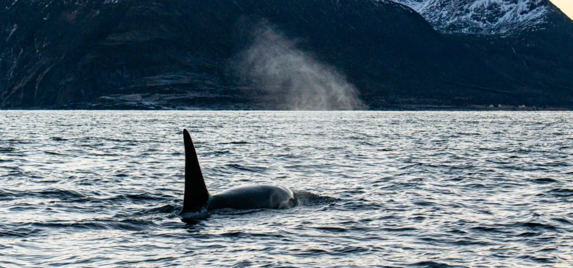 Hvalsafari fra Arnøya - Visit Årviksand