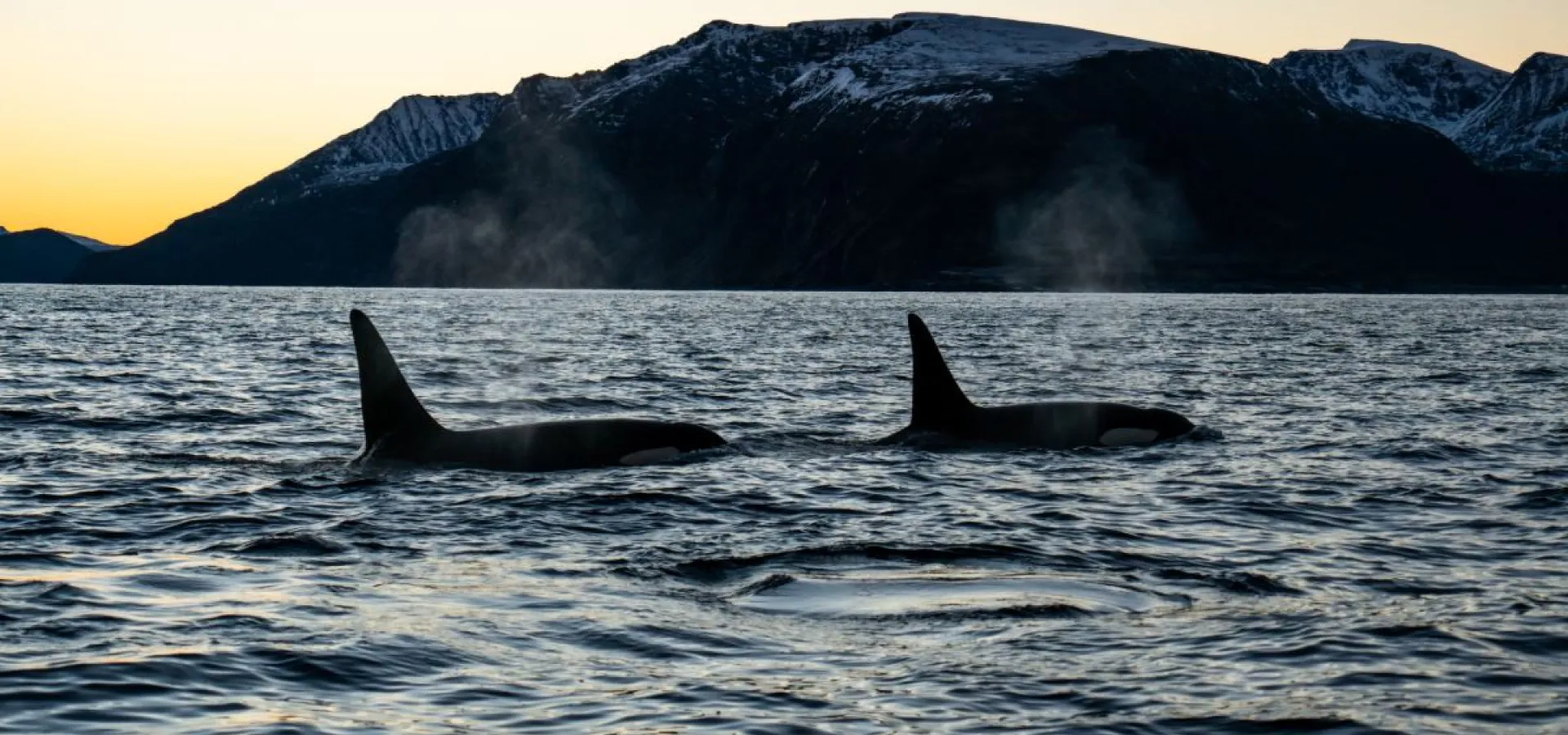 Hvalsafari fra Arnøya - Visit Årviksand