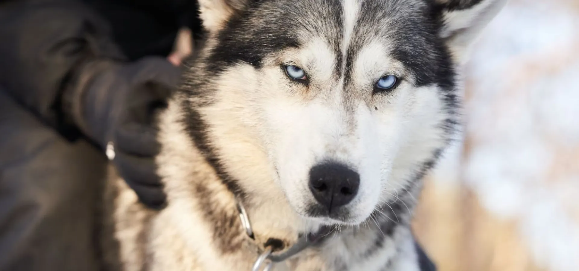 Besøk vår husky hundegård - Into the wild