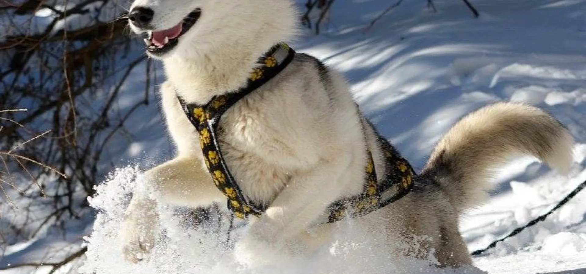 Besøk vår husky hundegård - Into the wild