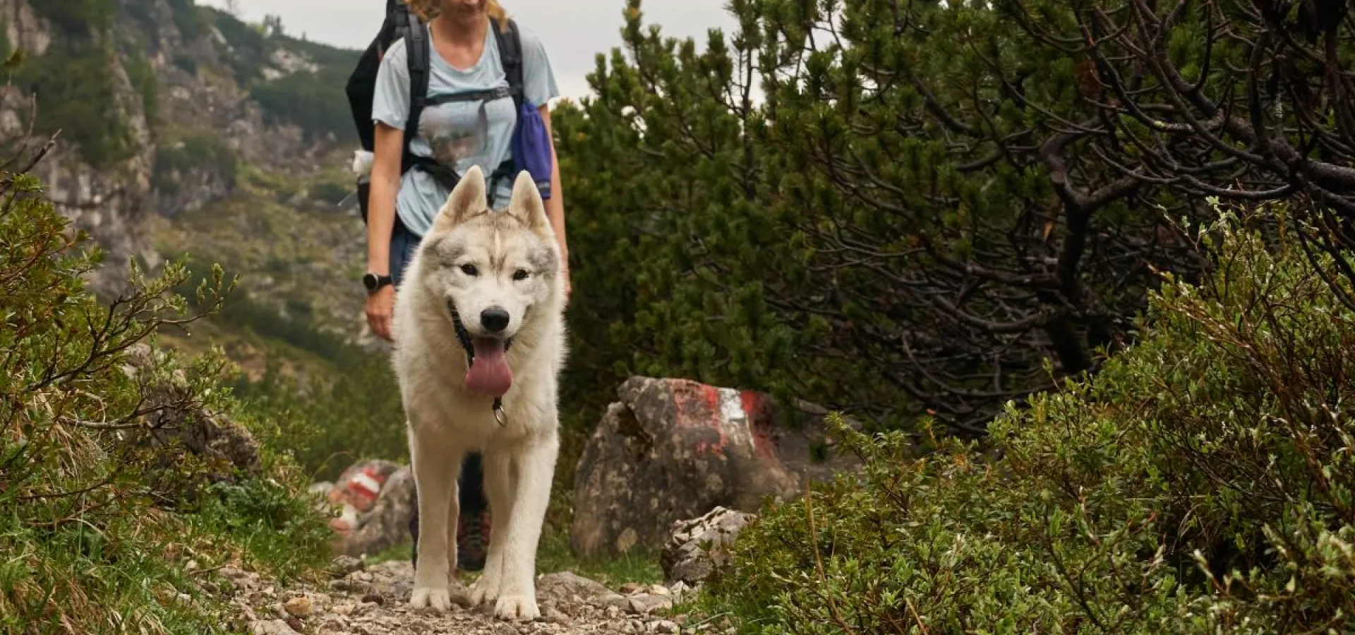 Husky hike - Into the wild
