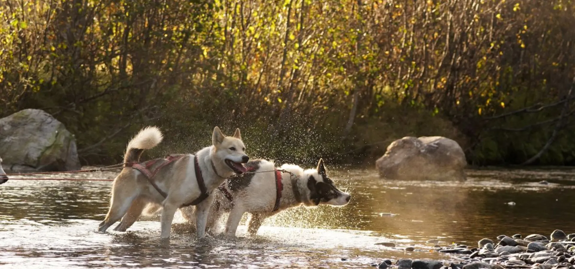 Hundekjøring på hjul - Into the wild