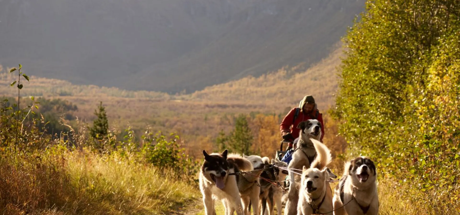 Hundekjøring på hjul - Into the wild