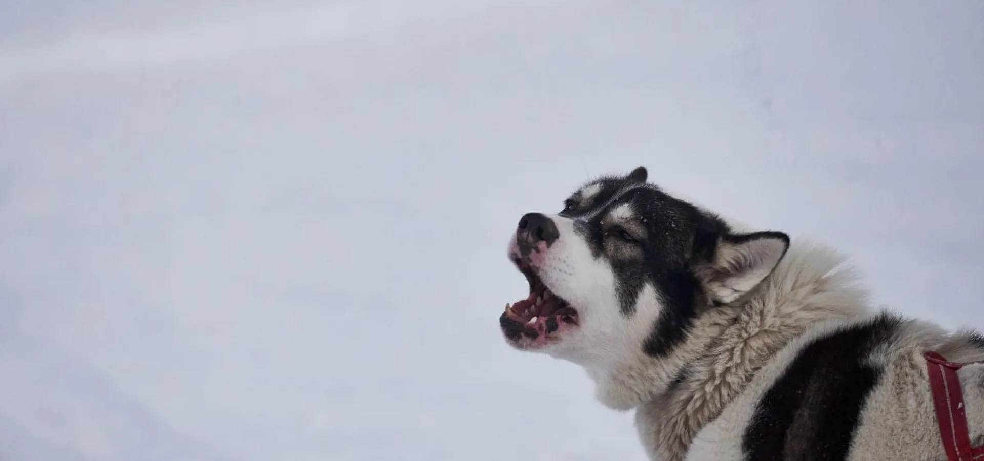 Snowshoe hike (with or without a husky)