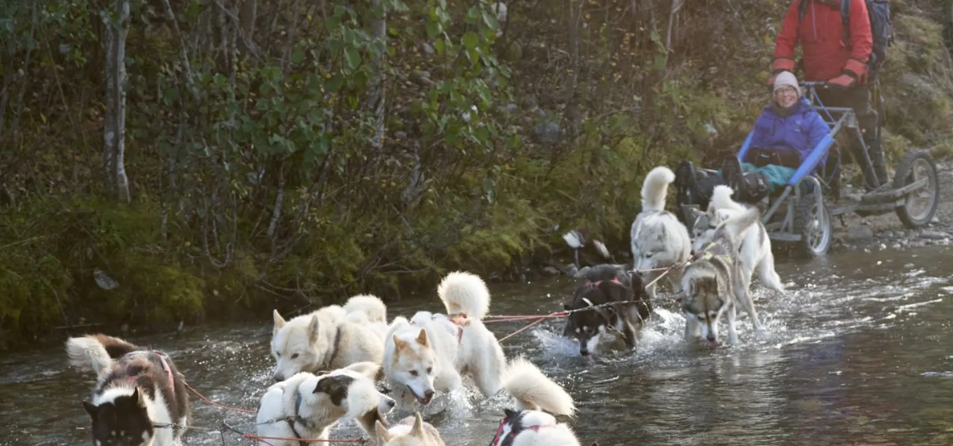 Hundekjøring på hjul - Into the wild
