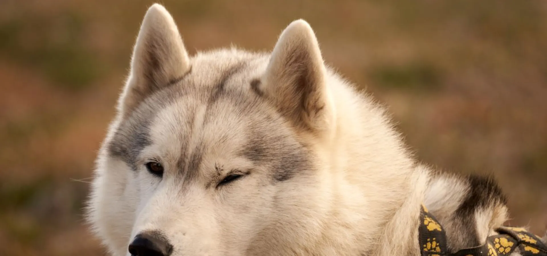 Hundekjøring på hjul - Into the wild