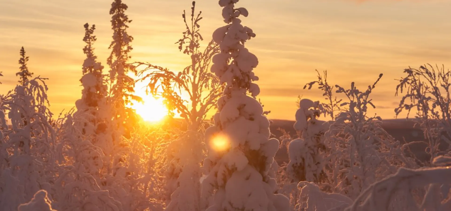 Snowshoe hike (with or without a husky)