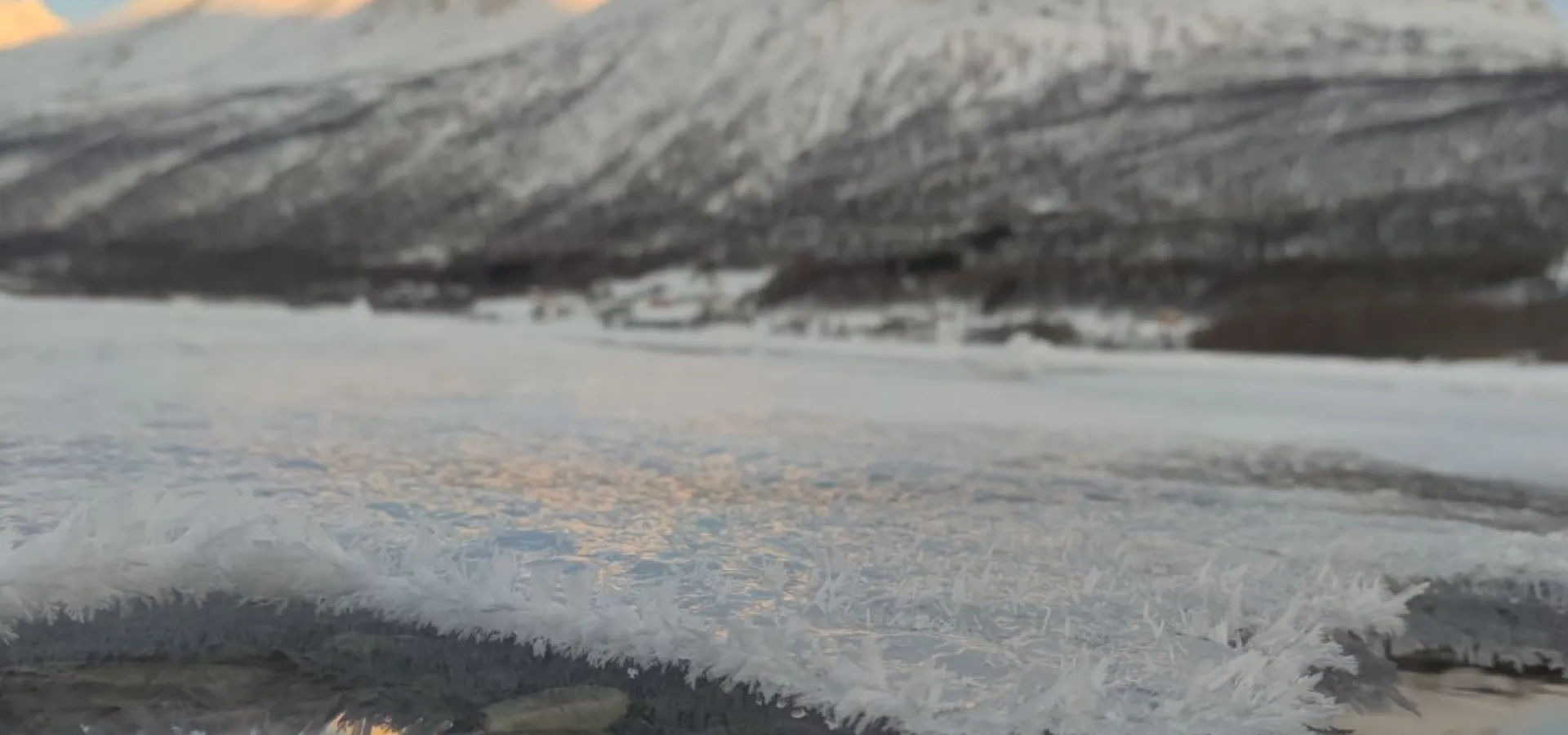 Snowshoe hike (with or without a husky)