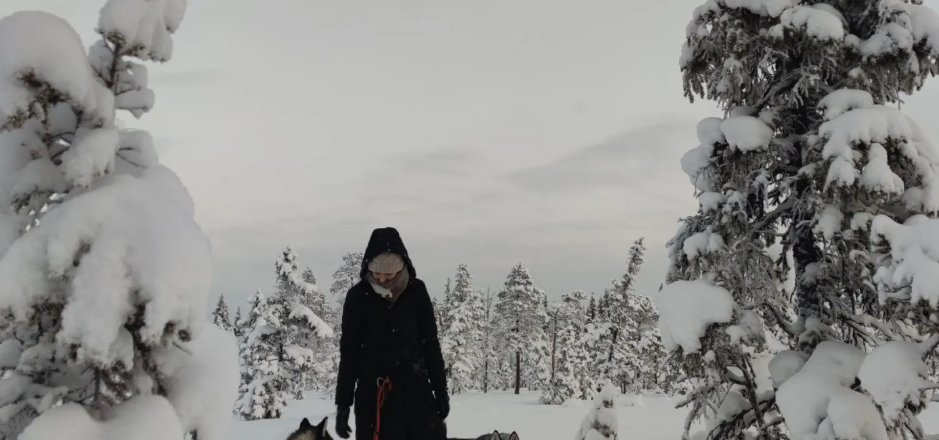 Snowshoe hike (with or without a husky)