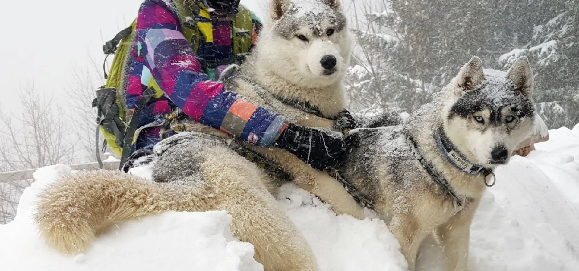 Snowshoe hike (with or without a husky)