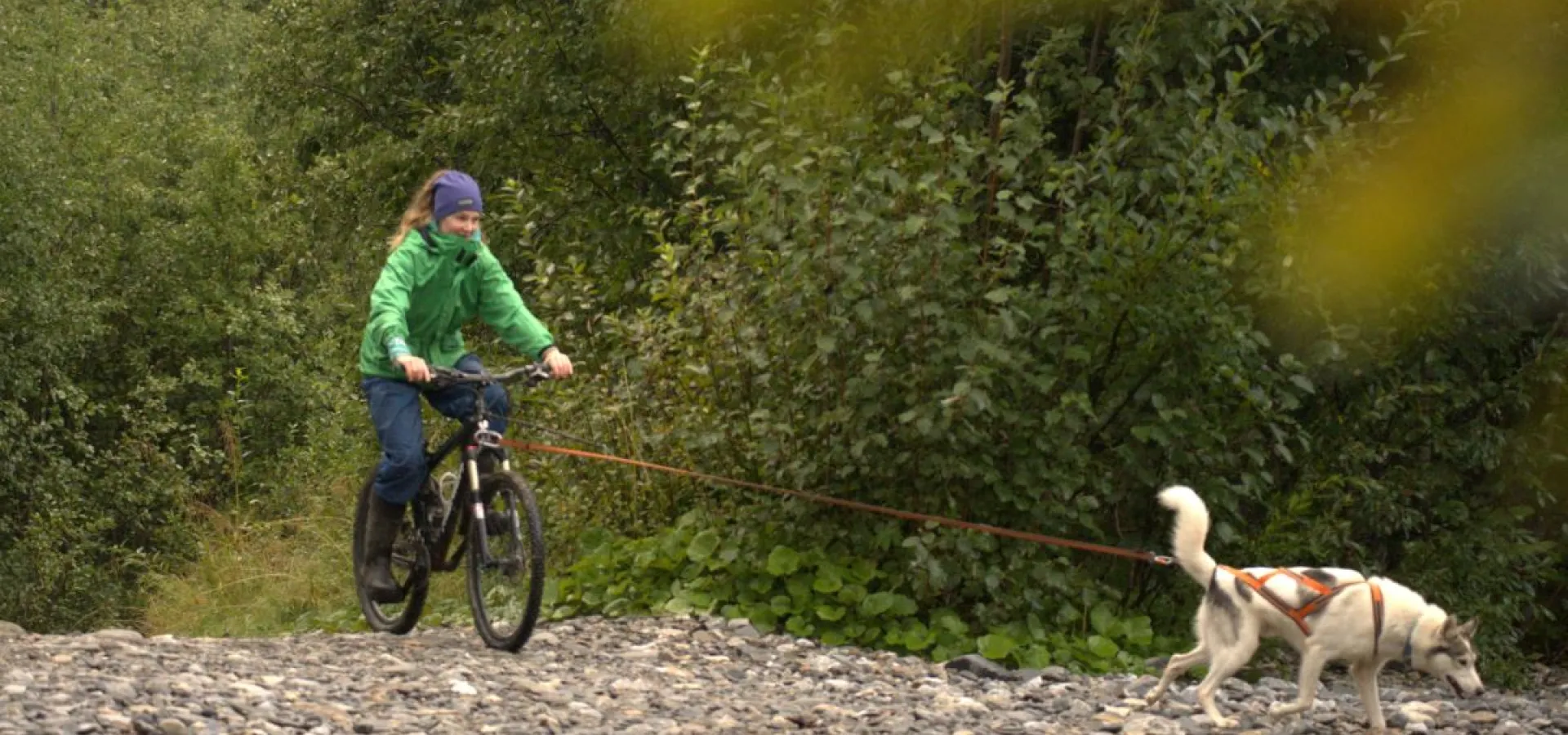 Biking with dogs - Into the wild 