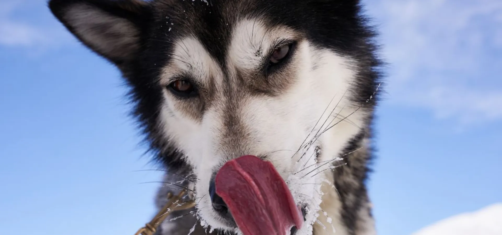Childfriendly winter activities with huskies - Into the wild