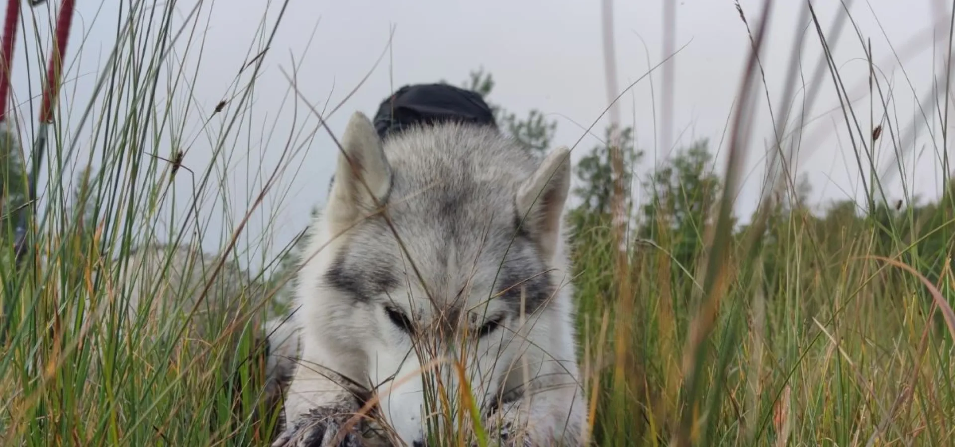 Biking with dogs - Into the wild 
