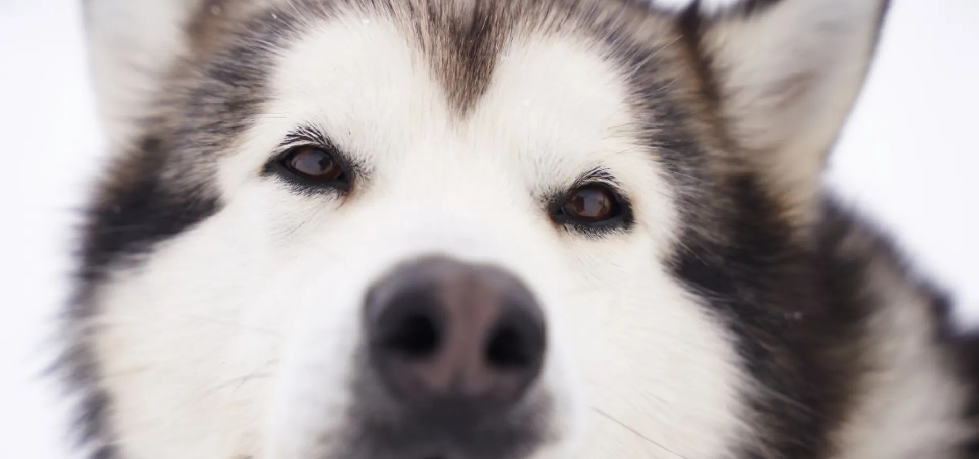 Childfriendly winter activities with huskies - Into the wild