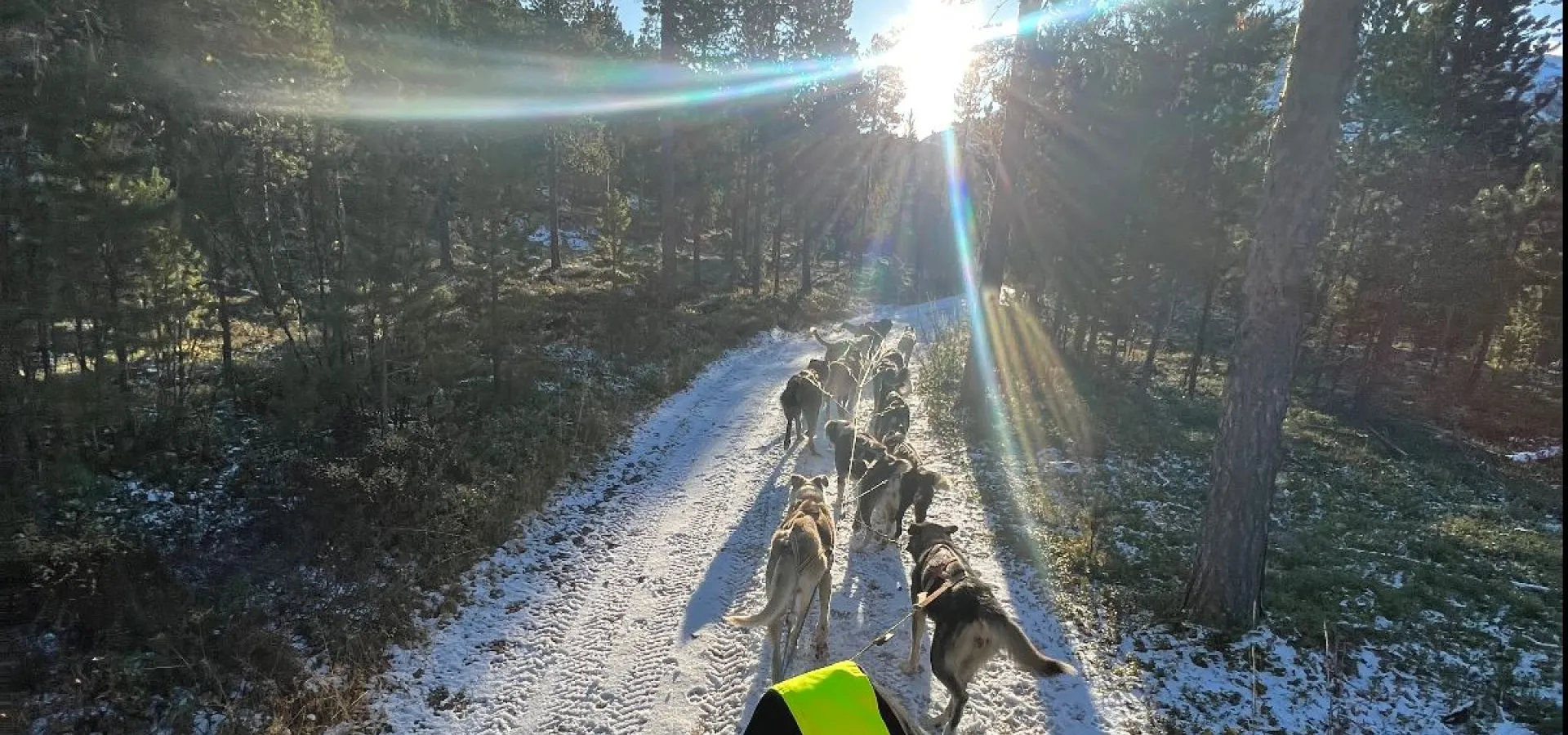 Hundekjøring på hjul - Activenorth