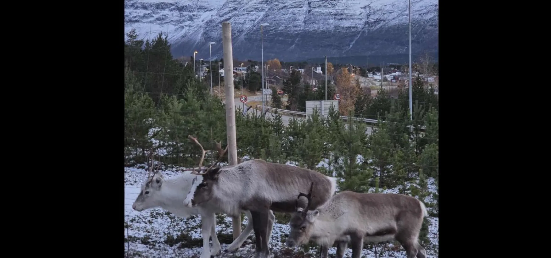 Opplev Samisk Kultur - ettermiddagsbesøk vinter - Skibotn