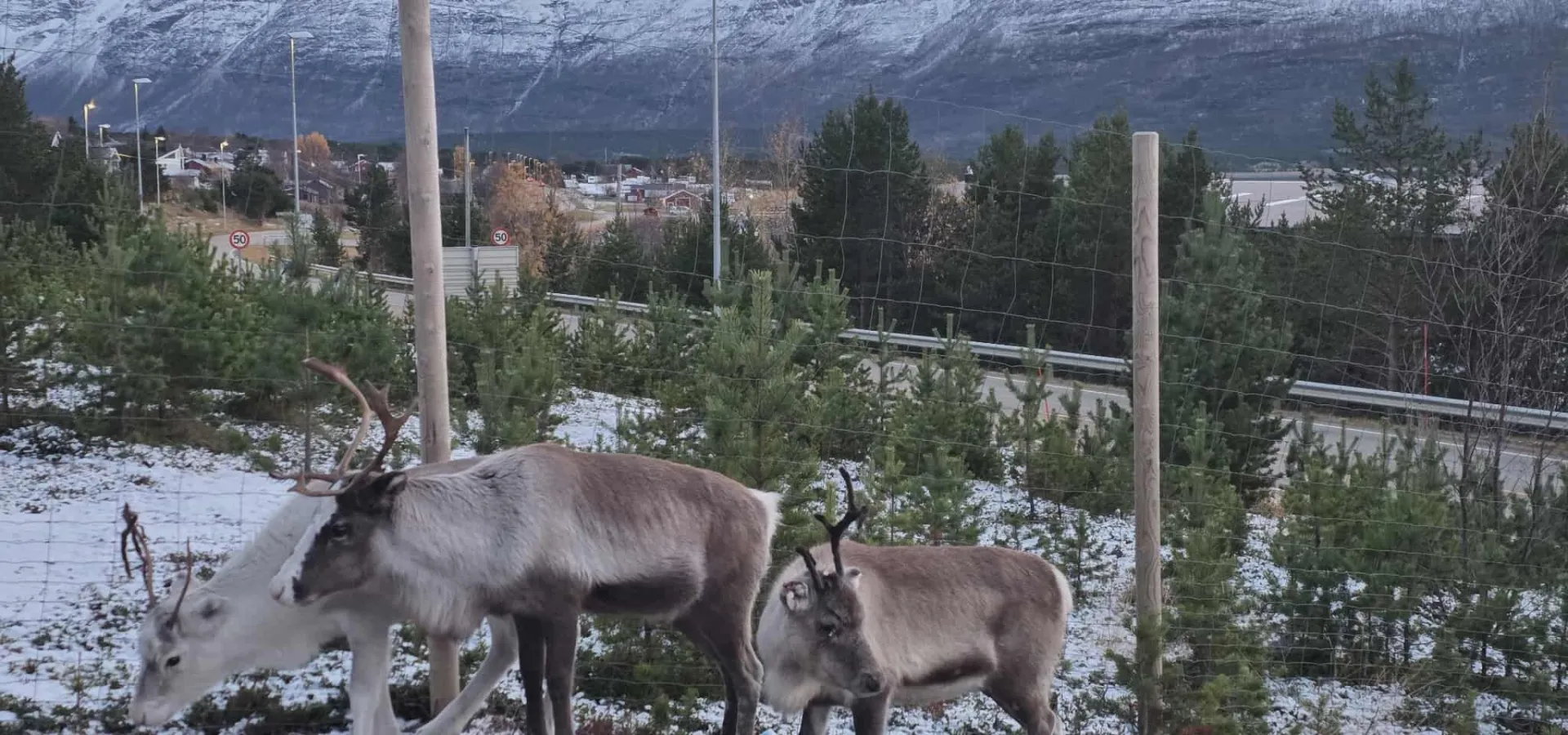 24h Arctic Escape: Snowmobile day tour and Sami culture evening