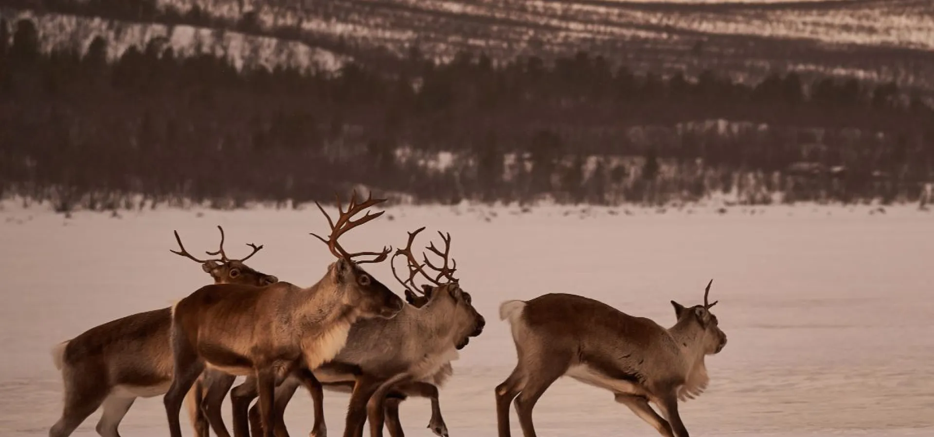 Trugetur (med eller uten en husky) - Into the wild