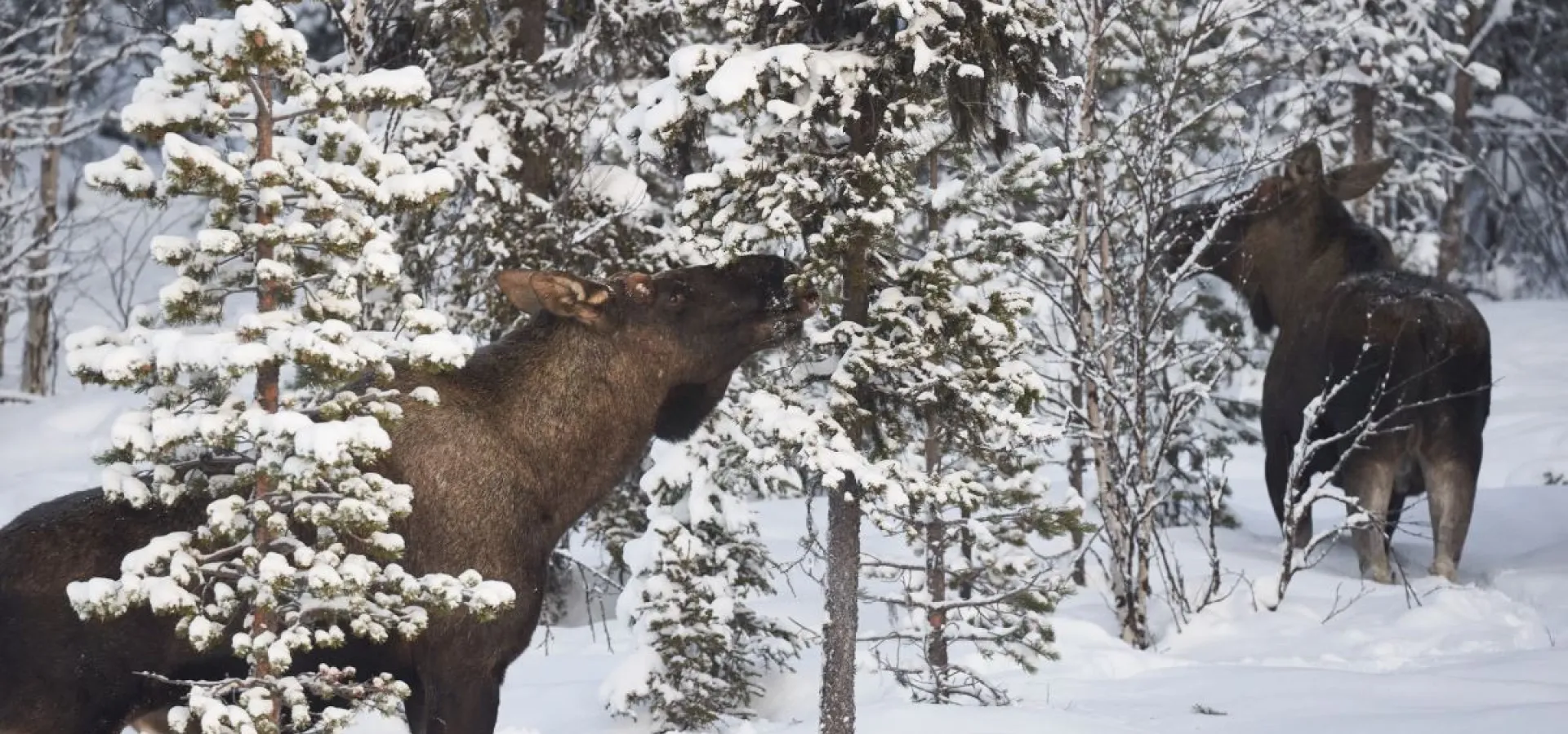 Trugetur (med eller uten en husky) - Into the wild