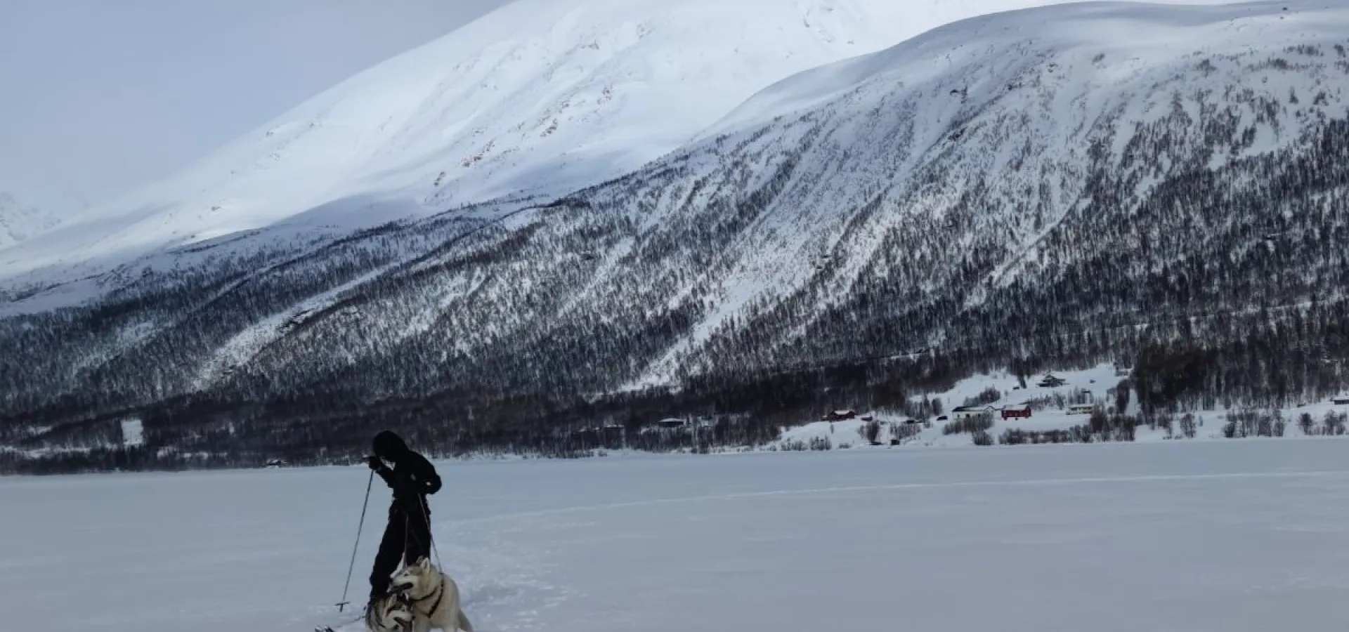 Skitur med en husky - Into the Wild