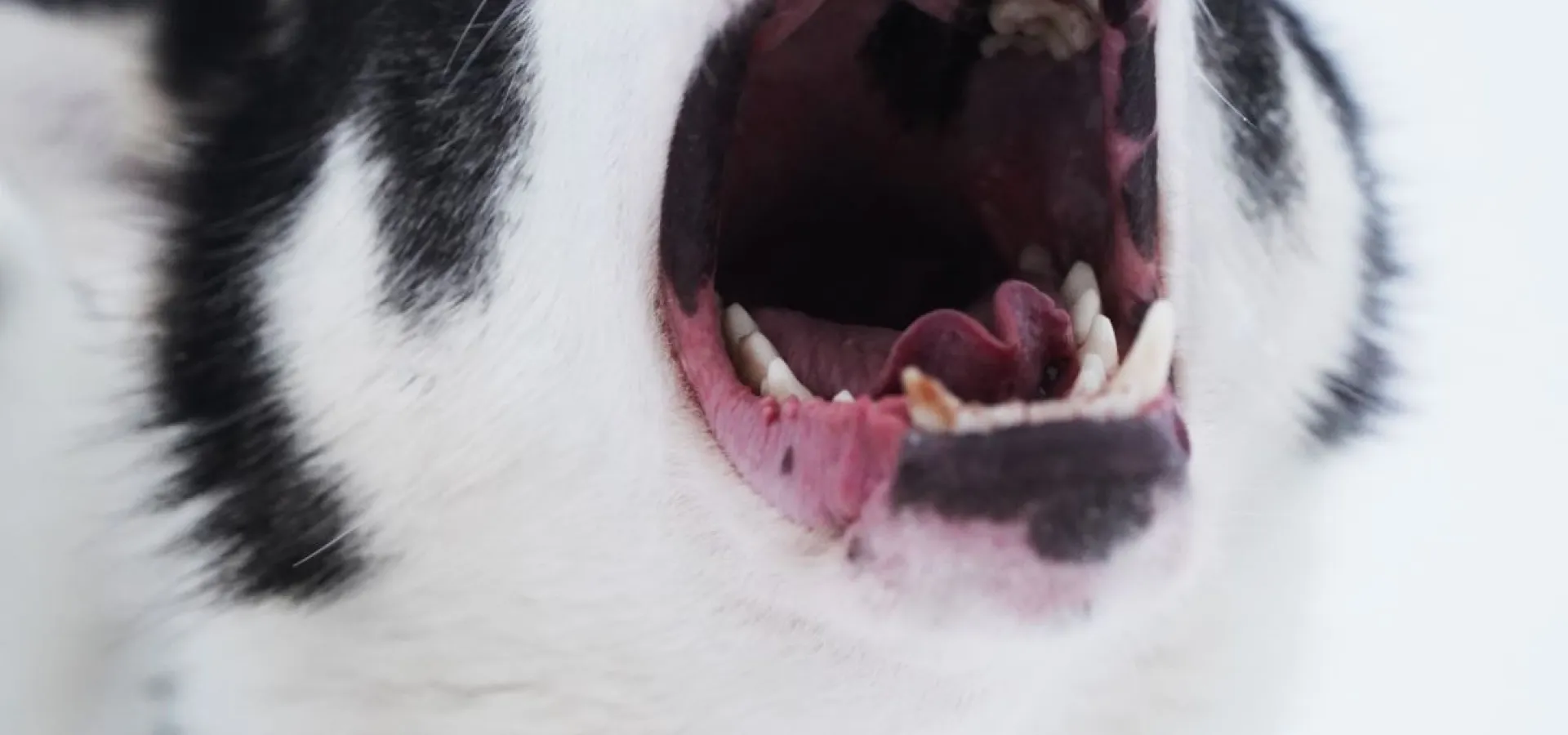 Skitur med en husky - Into the Wild