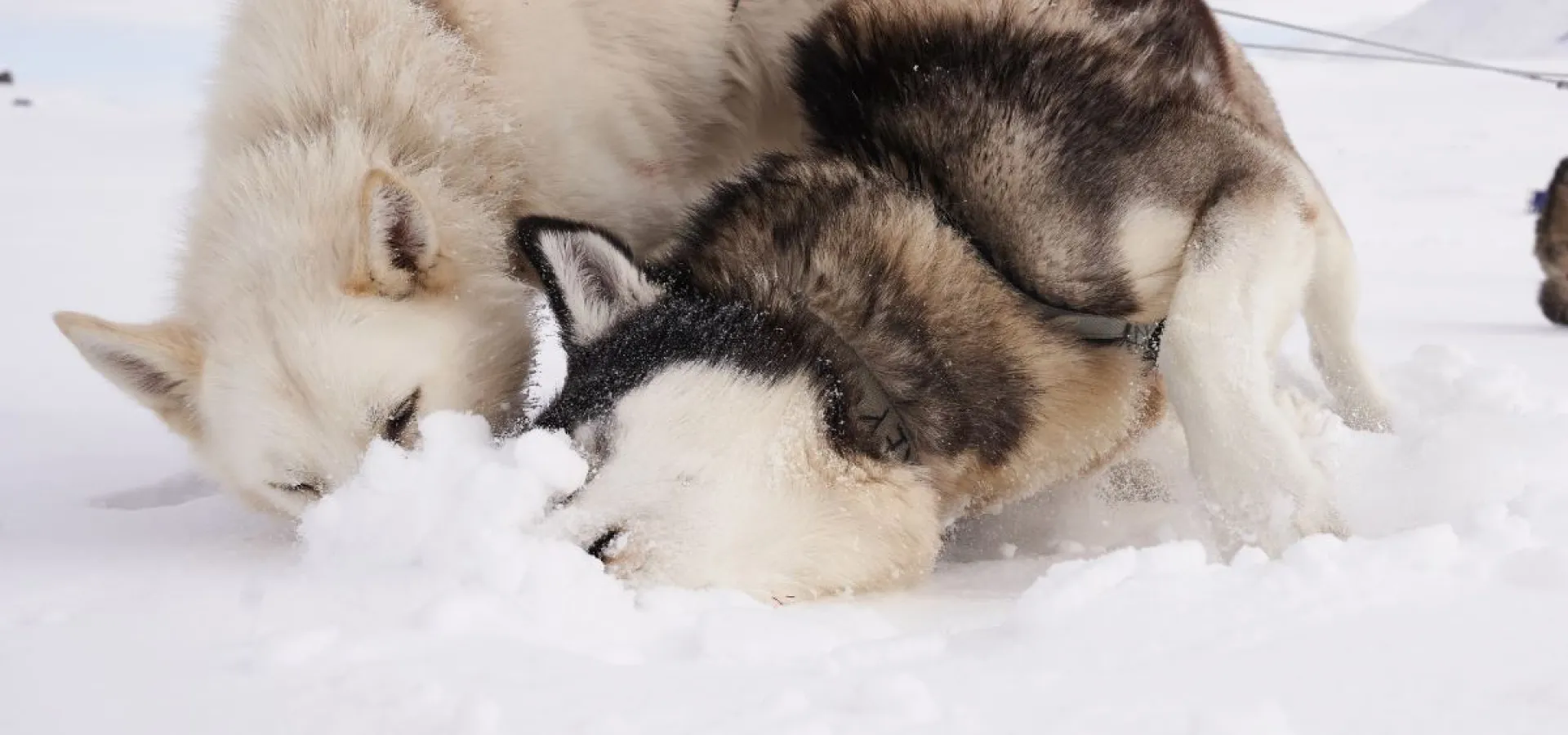 Skitur med en husky - Into the Wild