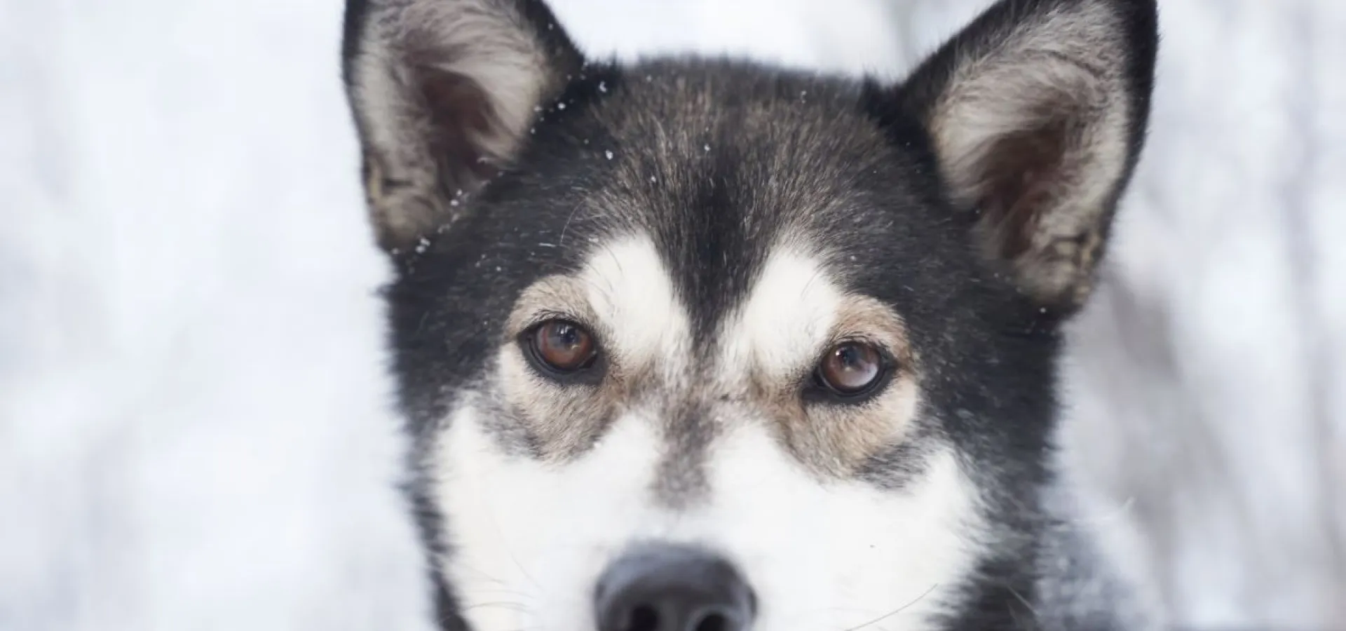 Skitur med en husky - Into the Wild