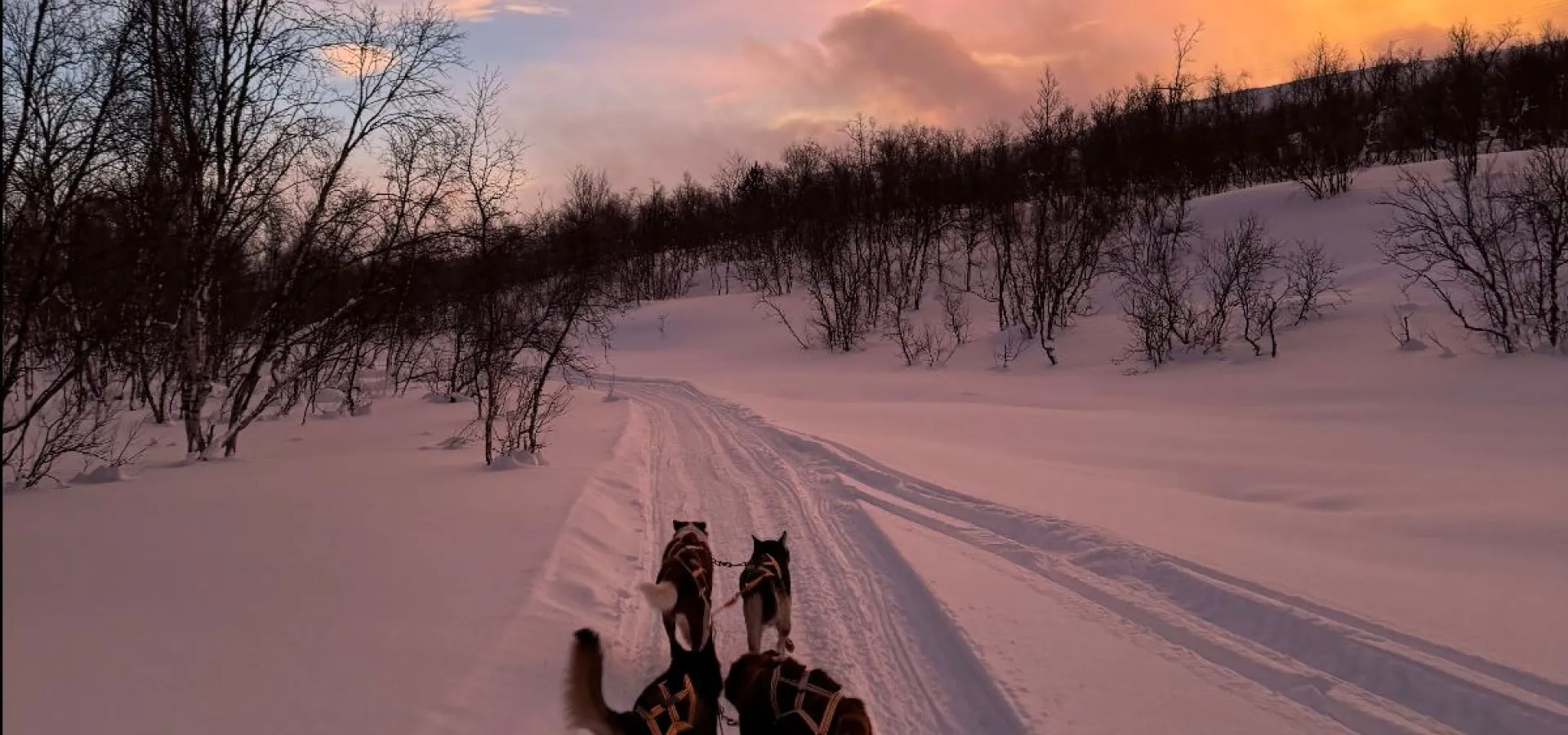 Avgang TROMSØ: Ettermiddags Hundekjøring i vakre Skibotndalen