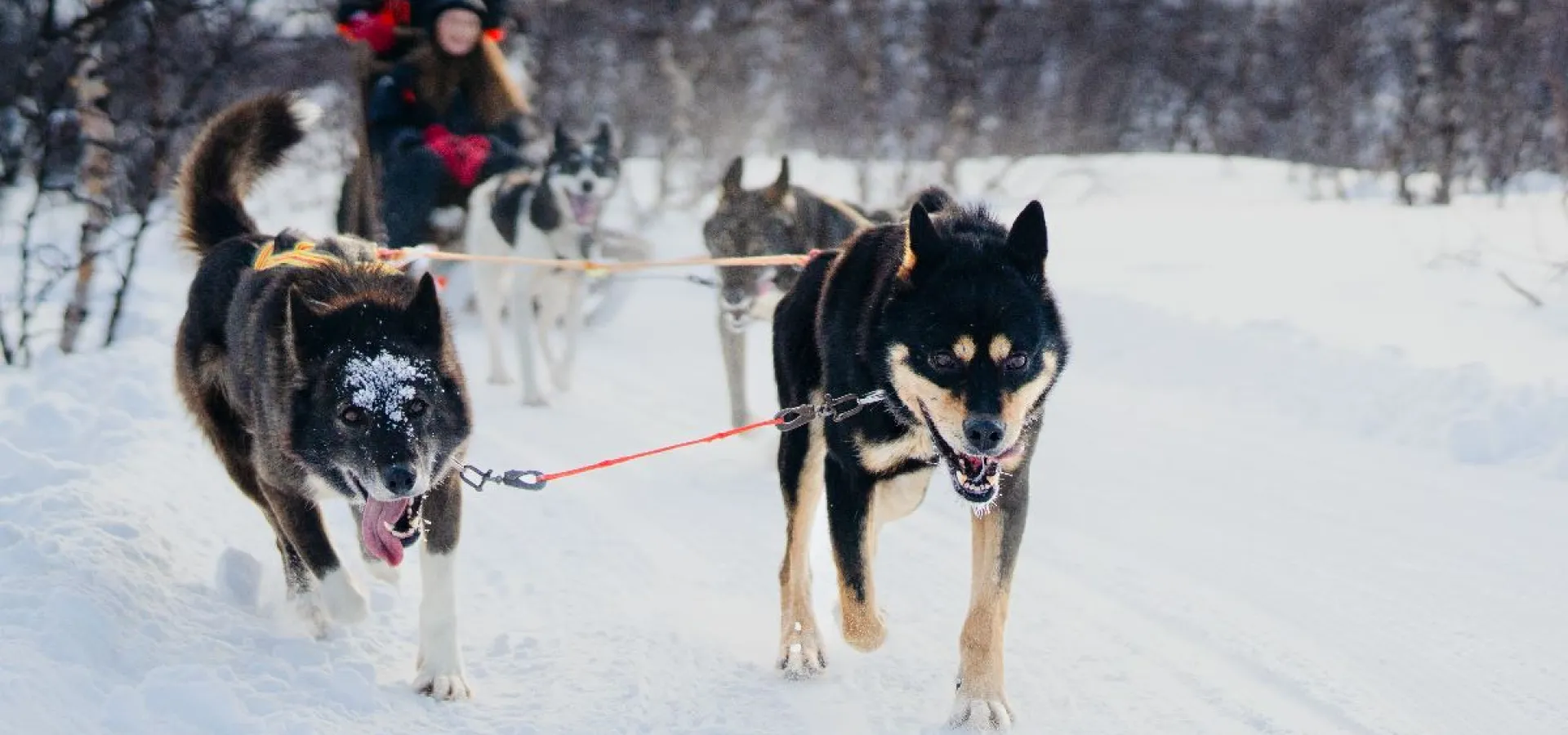  Hundekjøring w/transport MANNDALEN