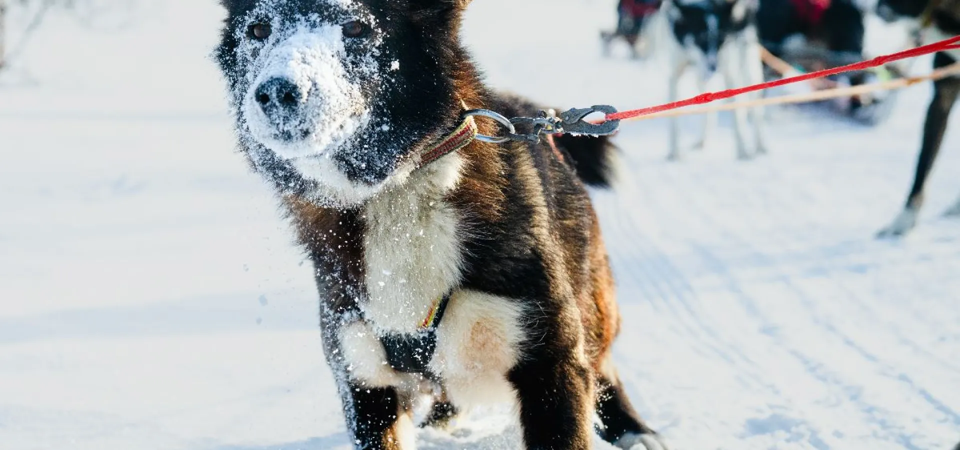  Hundekjøring w/transport MANNDALEN
