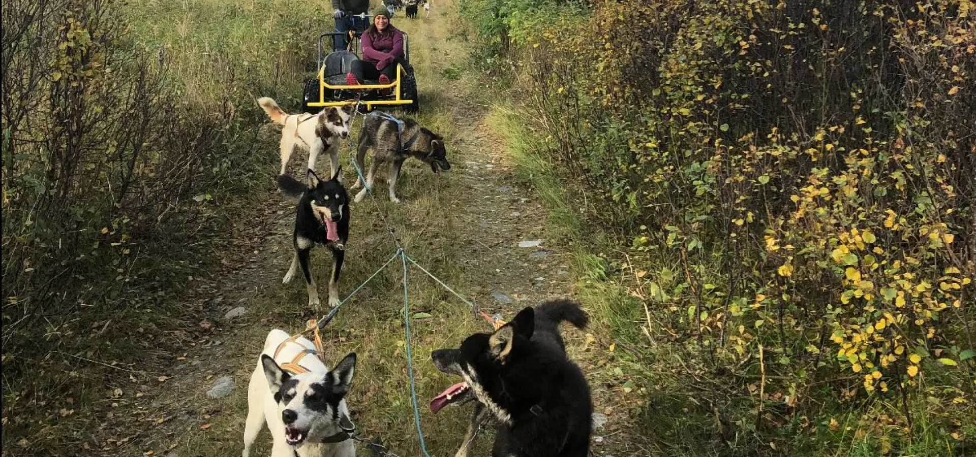 Hundekjøring på hjul i Skibotn - Activenorth
