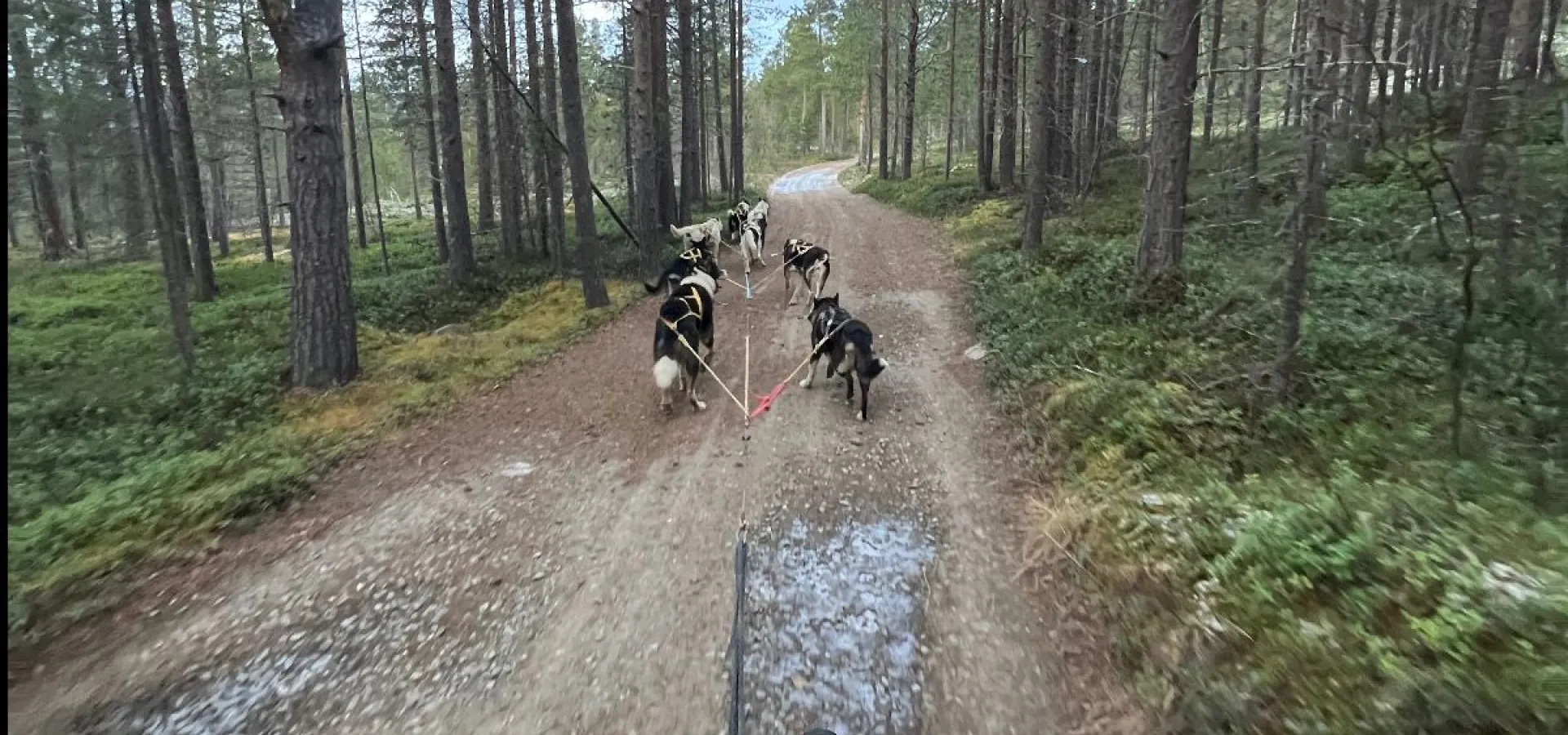 Hundekjøring på hjul i Skibotn - Activenorth