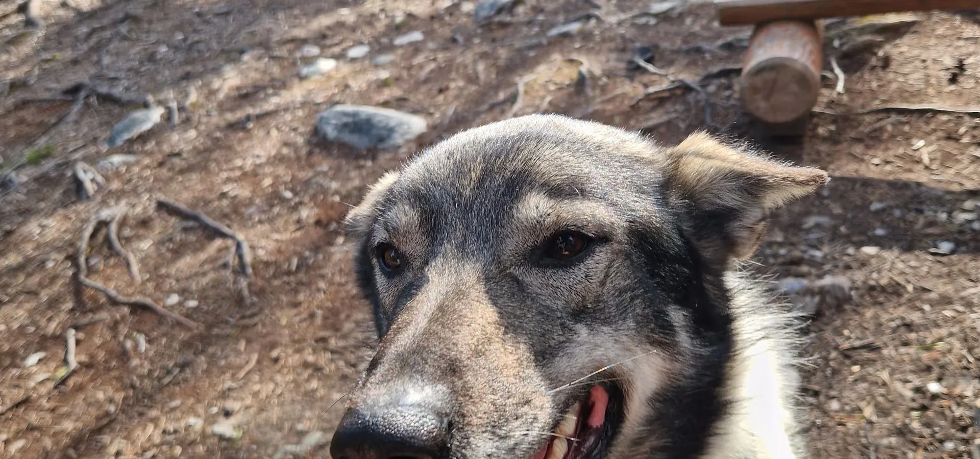 Husky vandring til Sarafossen - Horisont Husky