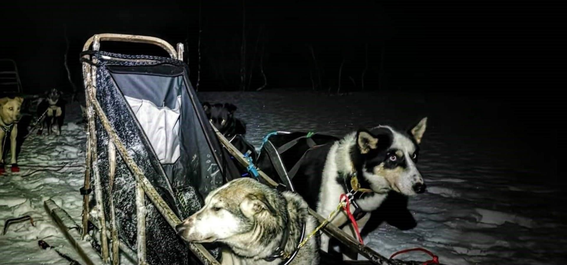 Kveldstur med hund og bålkos under Lyngsalpene - Svensby Tursenter