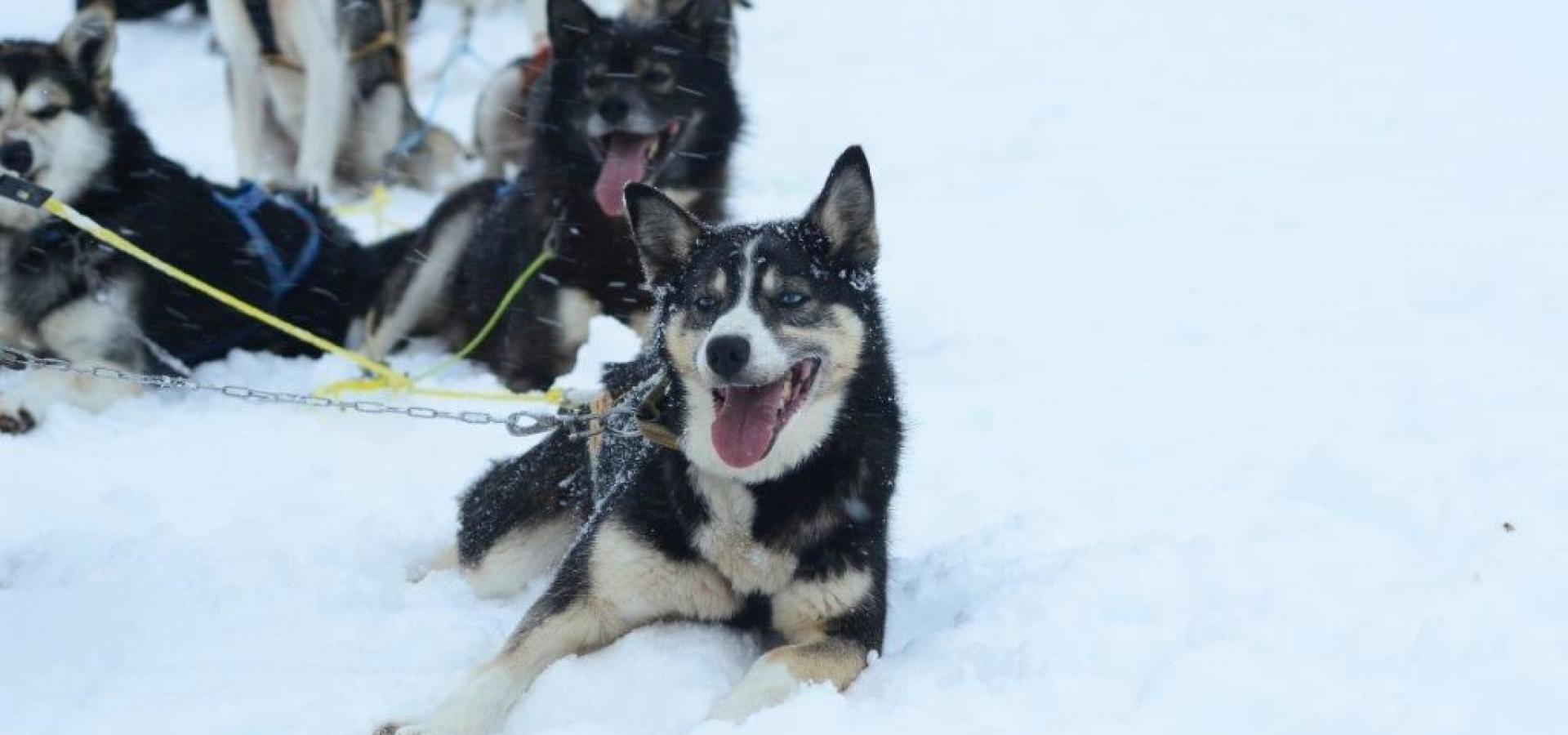 Dogsledding in Skibotn, Northern Norway