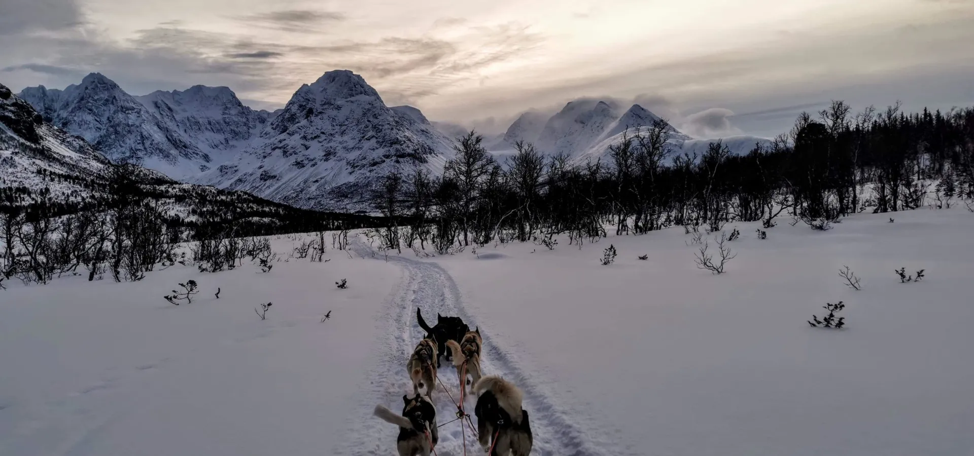 Hundekjøring med Lyngen Safari
