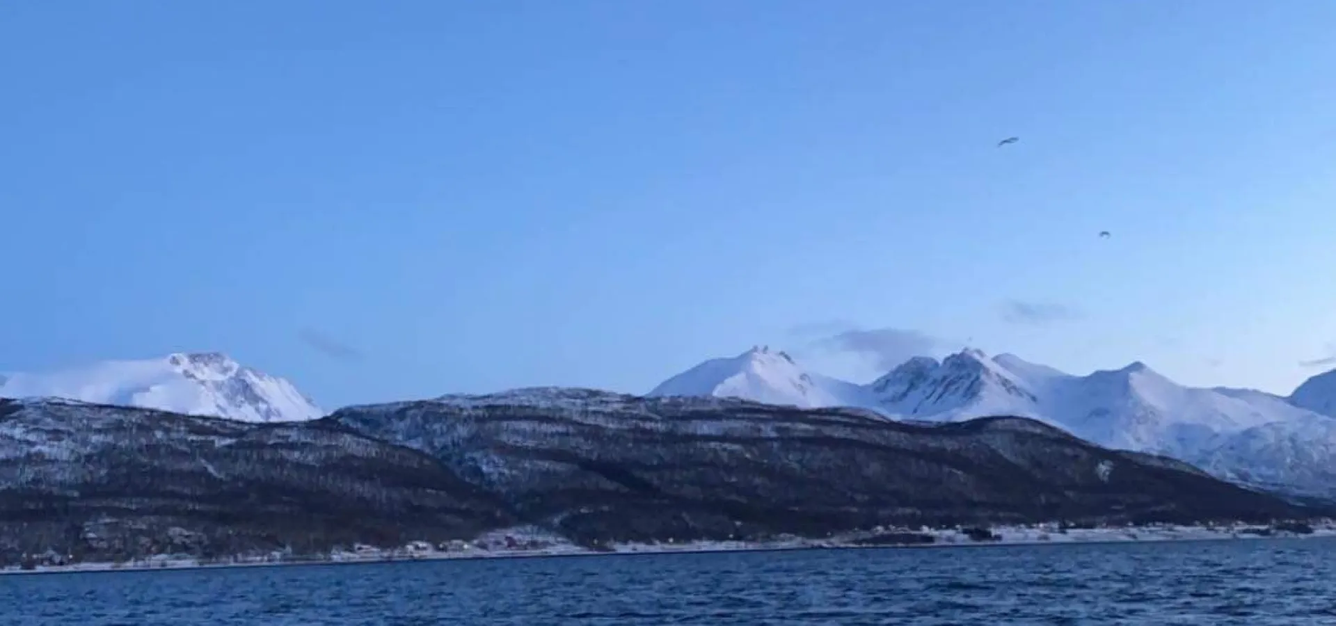 Hvalsafari fra Skjervøy - Reisafjord Xperience