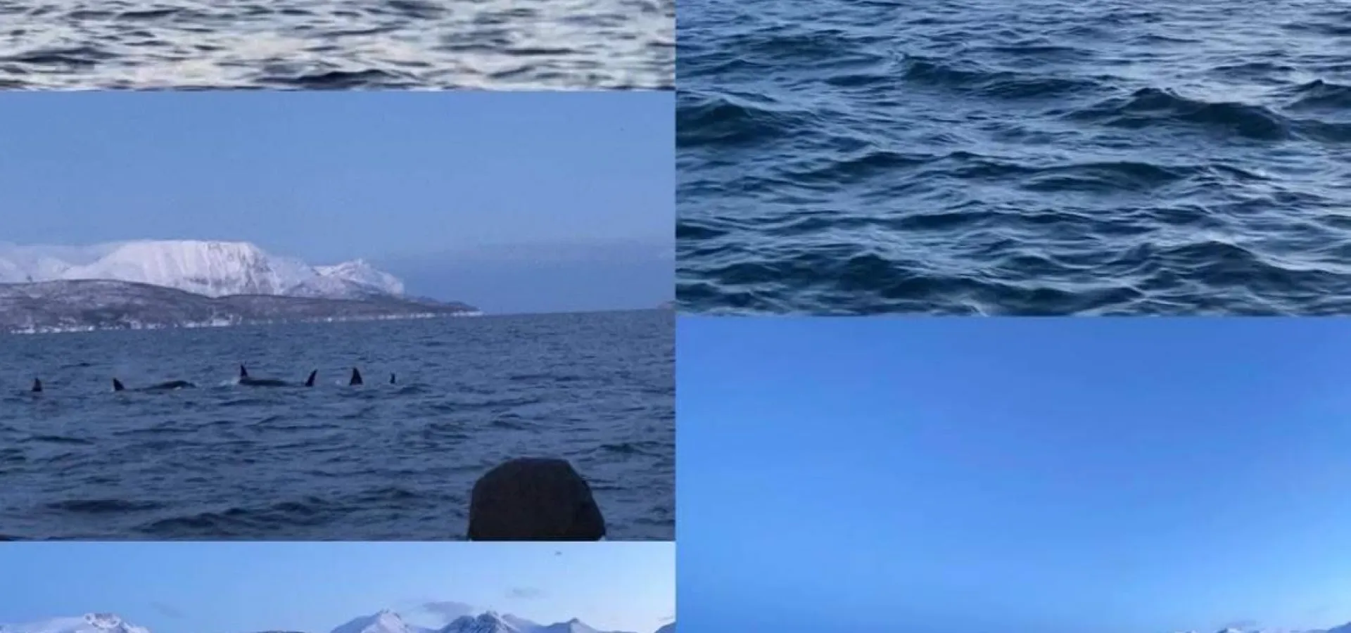 Hvalsafari fra Skjervøy - Reisafjord Xperience