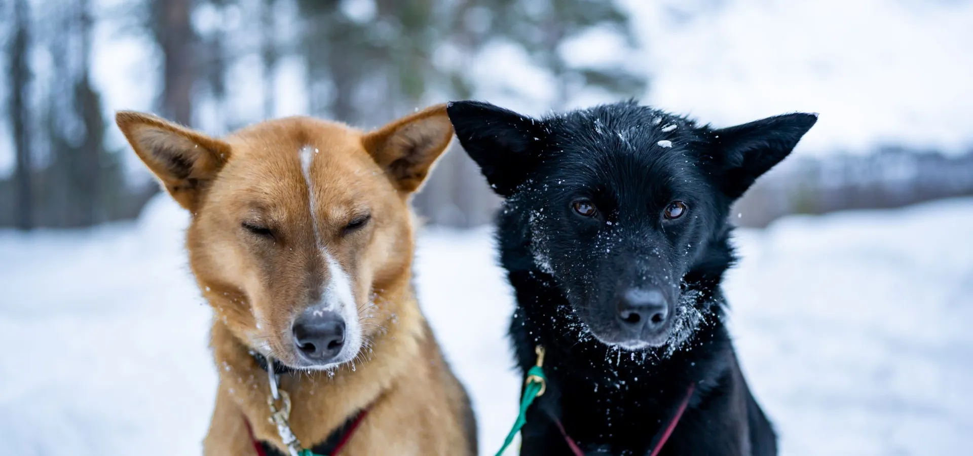 Hundekjøring i Reisadalen