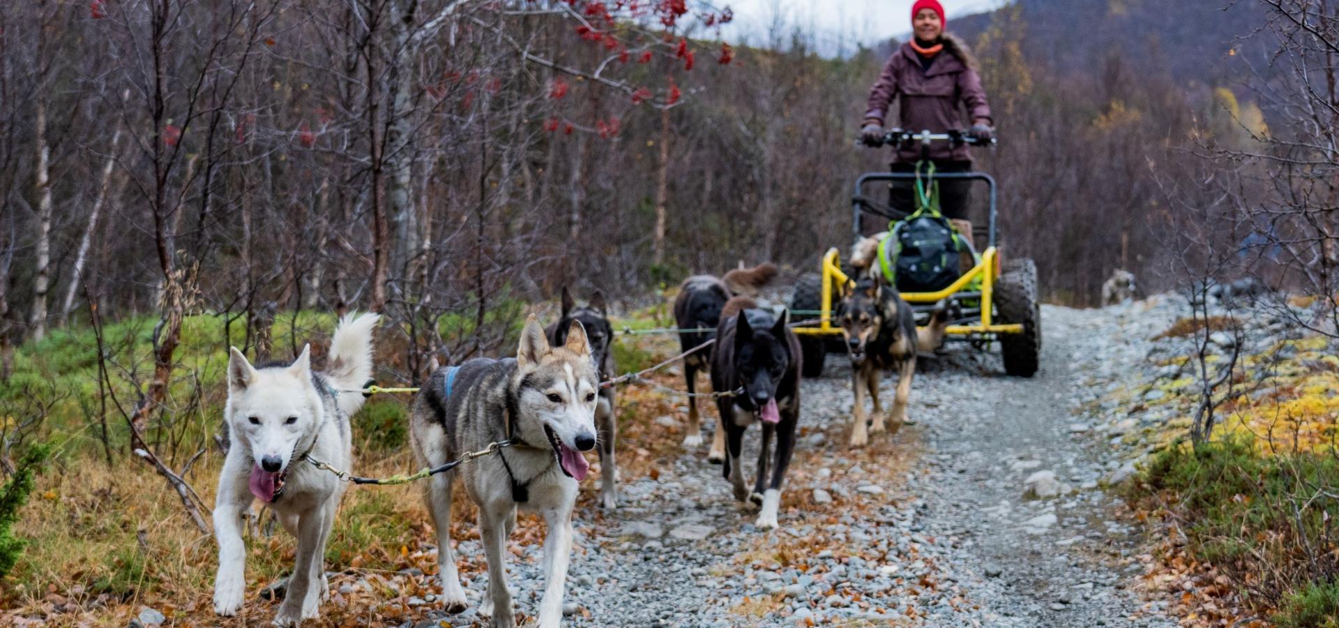 Hundesledetur på hjul - Lyngen Outdoor Experiences
