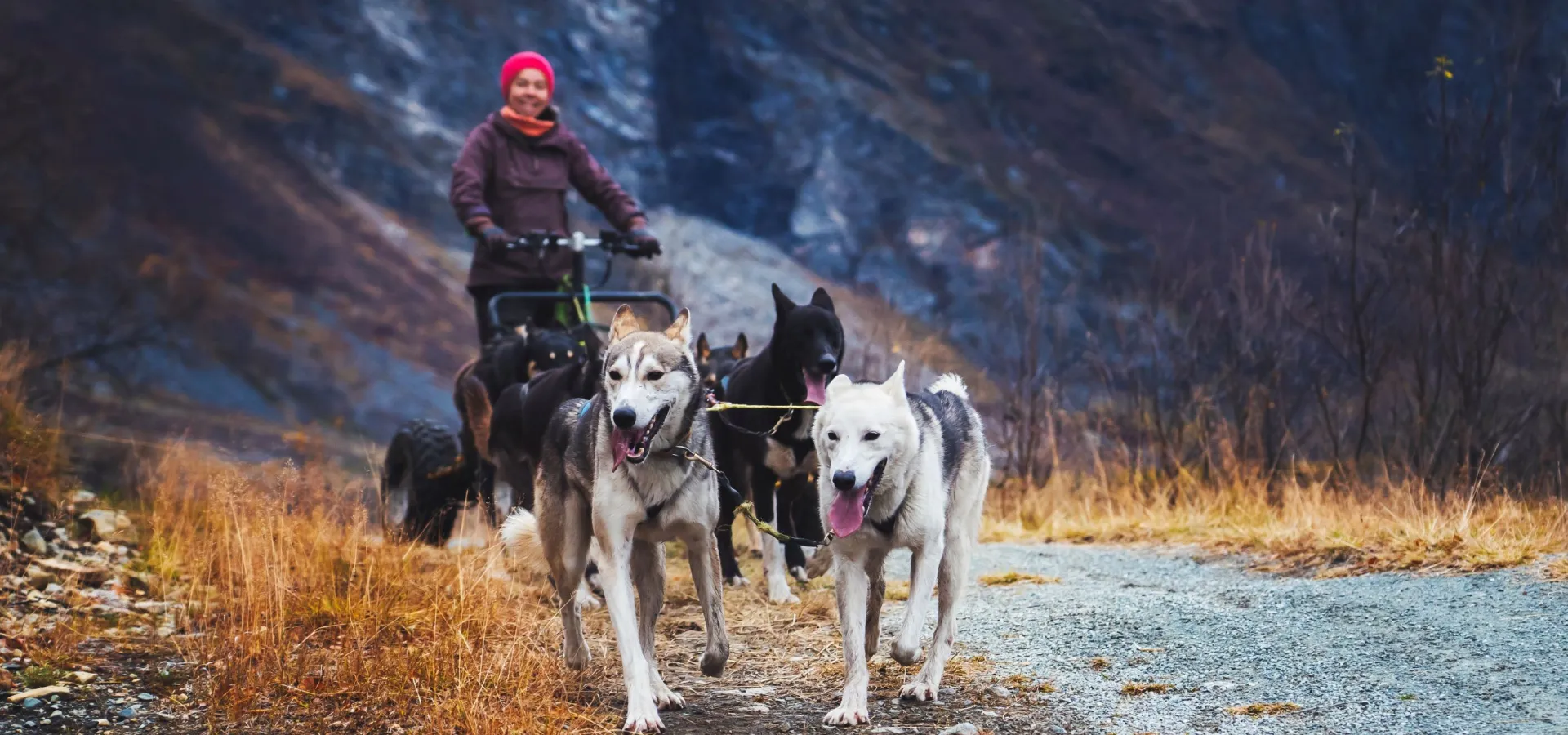 Hundesledetur på hjul - Lyngen Outdoor Experiences