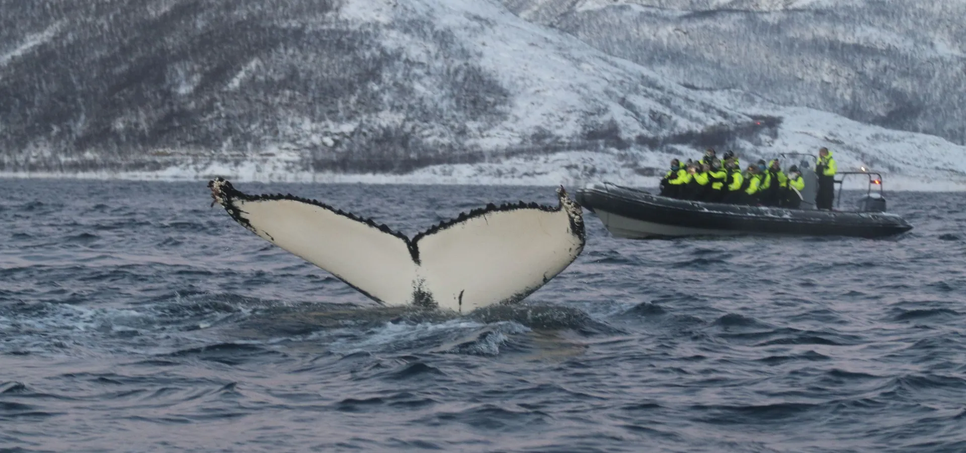 Bussrute fra Tromsø til hvalsafari på Skjervøy