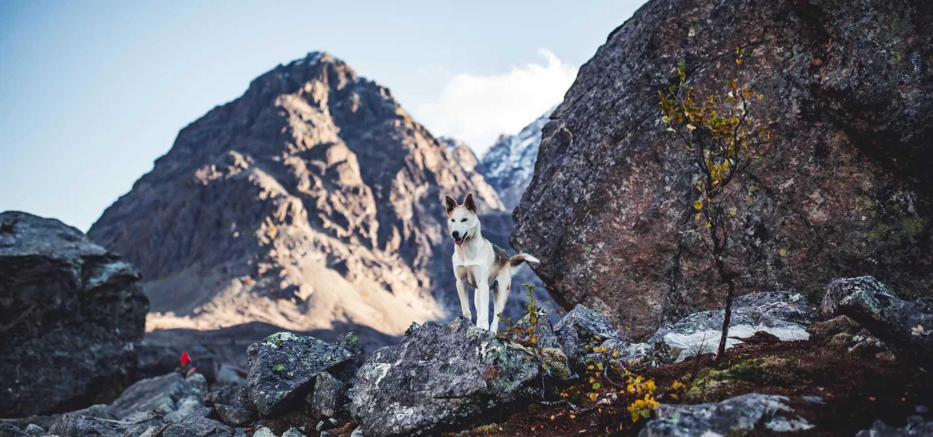 Husky vandring i Tamokdalen