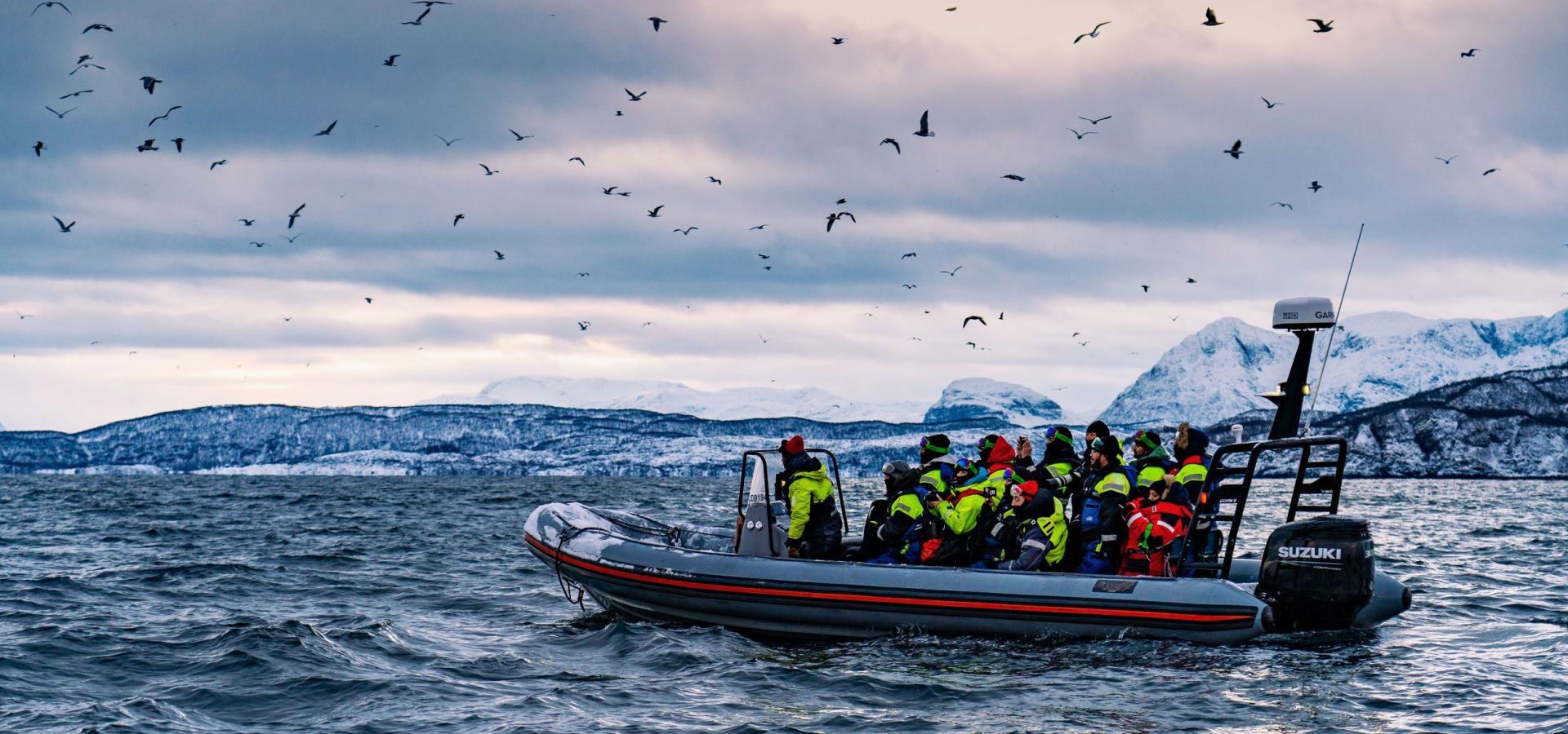 Whale safari in Skjervøy with transfer from Skibotn