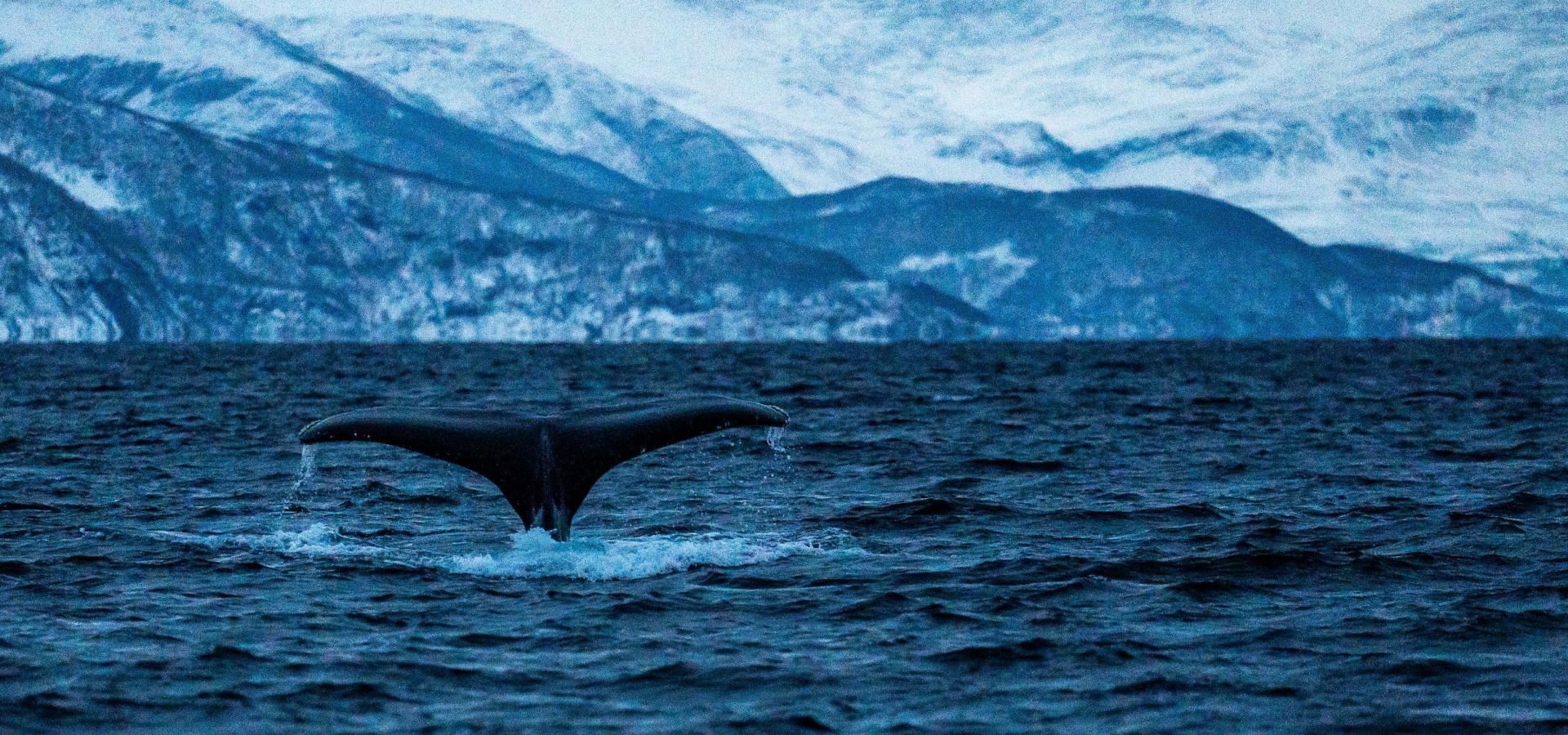 Whale safari in Skjervøy, with transfer from Olderdalen