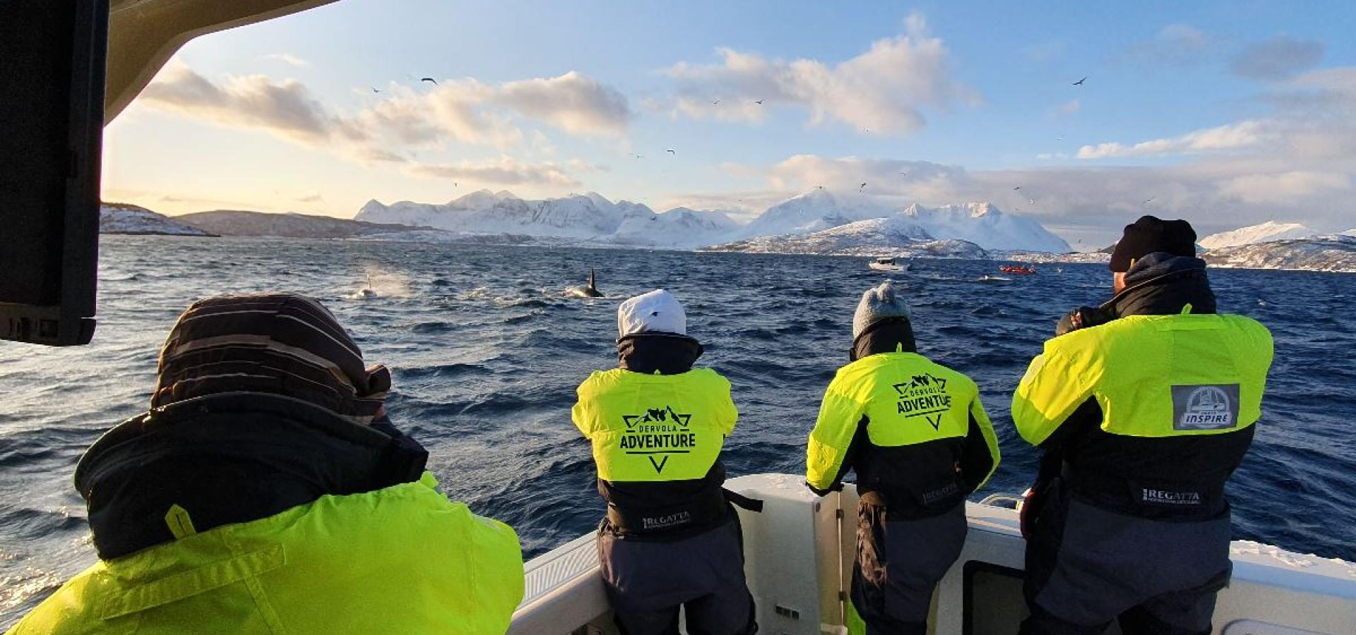 Hvalsafari i lukket båt fra Skjervøy - Dervola Adventure