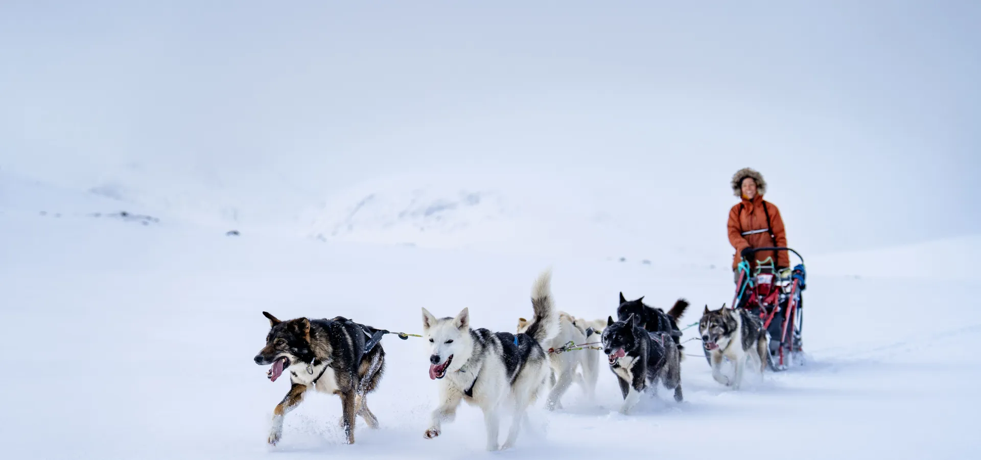 Hundesledetur i Lyngen - Dagtid - Lyngen Outdoor Experiences